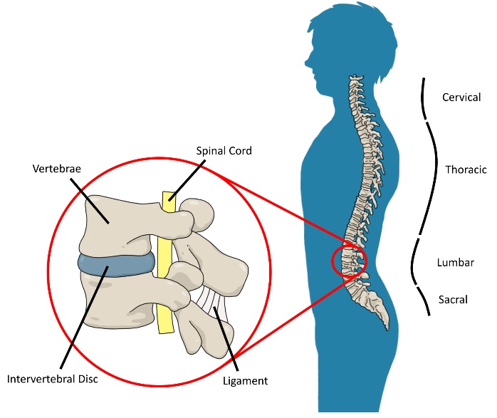 Spine Anatomy.jpg