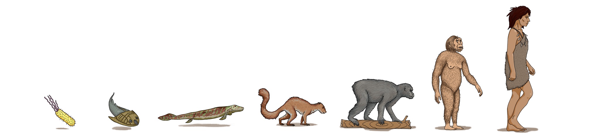 Evolution-of-Height2.jpg